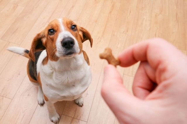Studie Hunde handeln überlegt beim Stehlen von Leckerlis